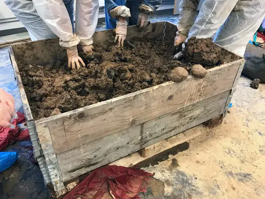 En pall bestående av två pallkragar full med 700 kg mörkbrun lera. Runt pallen står personer med vita skyddskläder och plasthandskar och gräver med fingrarna i leran.